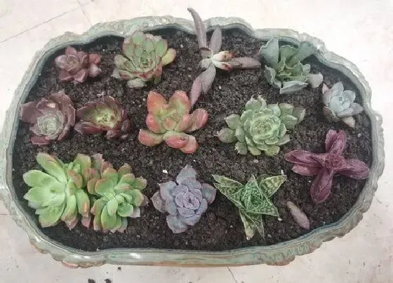 植物常识问题|多肉一直掉叶子是什么原因导致的