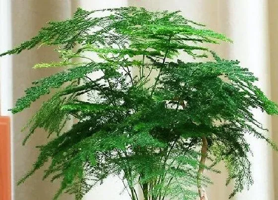 植物常识问题|如何处理文竹落叶黄叶问题