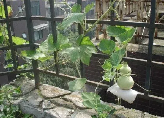 植物常识问题|种的葫芦为什么不开花不结果  自己种葫芦没得到葫芦原因