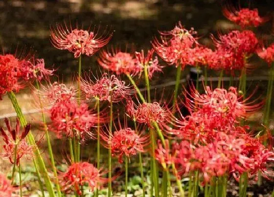 植物常识问题|石蒜花可以养在家里吗 风水上家里种石蒜花不吉利吗