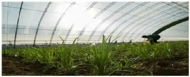 一年四季可以种的蔬菜 | 农业问题