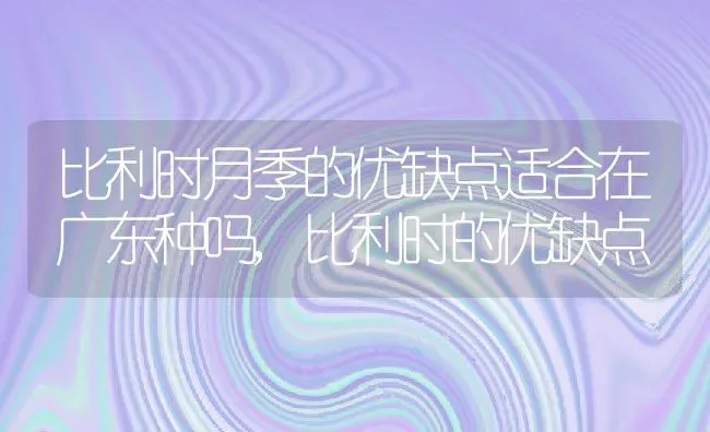 比利时月季的优缺点适合在广东种吗,比利时的优缺点 | 养殖常见问题