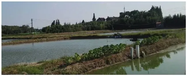 鱼塘水发黄是什么原因 | 农业常识