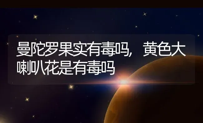 曼陀罗果实有毒吗,黄色大喇叭花是有毒吗 | 养殖常见问题