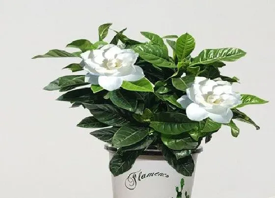 植物常识问题|养栀子花的禁忌及风水作用 盆栽种栀子花要注意什么