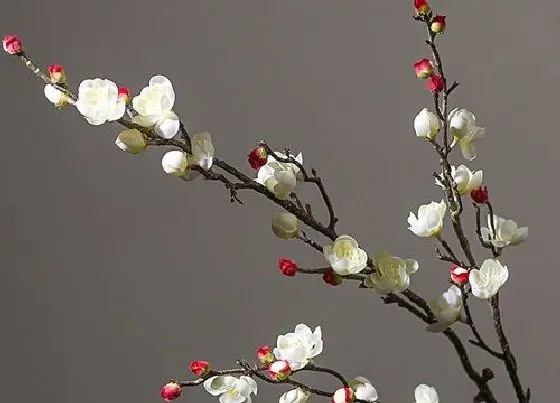 植物常识问题|梅花是几月开的花  梅花开花季节是什么时候（样子）