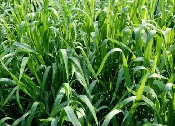 植物常识问题|小麦长什么样子图片