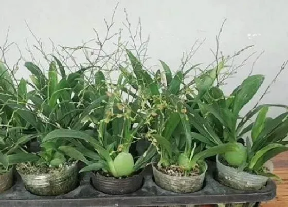 植物常识问题|文心兰芦头凹陷需要怎么处理