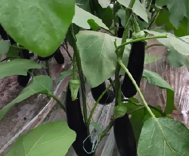 植物常识问题|茄子需要施什么肥最好（茄子喜欢什么肥料结果多产量高）