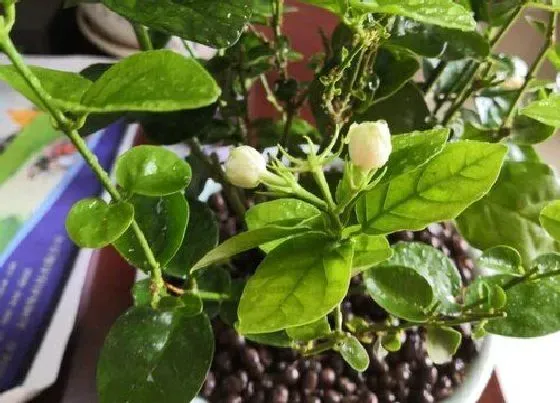 植物常识问题|养殖茉莉花的注意事项（盆栽茉莉花养护要点与小技巧）