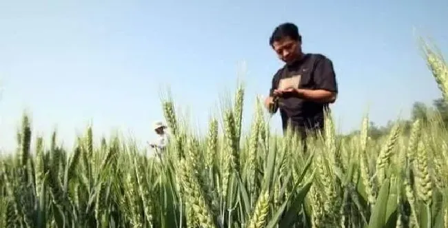 植物常识问题|造成小麦倒伏的主要原因有哪些（冬小麦倒伏怎么回事）