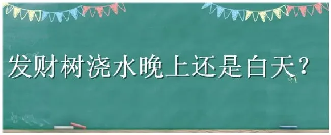 发财树浇水晚上还是白天 | 三农问答