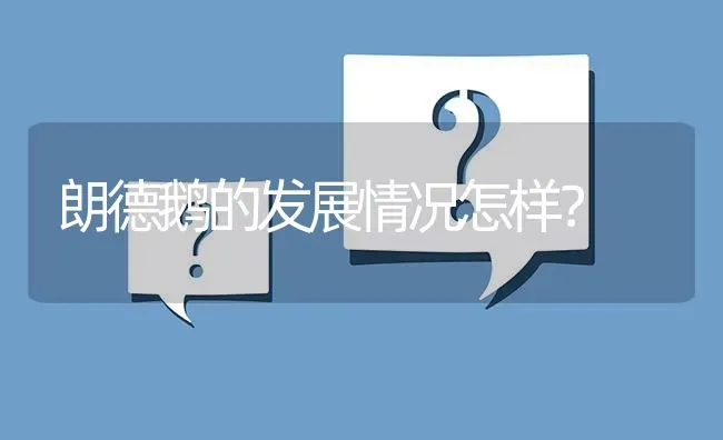 朗德鹅的发展情况怎样? | 养殖问题解答