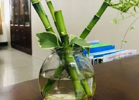 植物常识问题|水养富贵竹为什么不生根（我养的富贵竹不长根还变黄了）