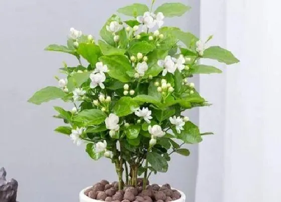 植物常识问题|养殖茉莉花的注意事项（盆栽茉莉花养护要点与小技巧）