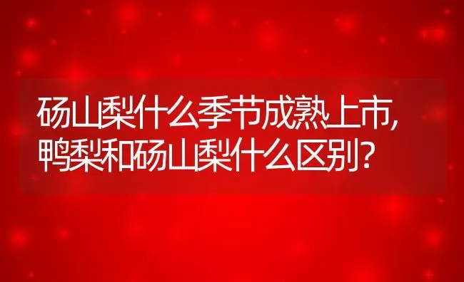 砀山梨什么季节成熟上市,鸭梨和砀山梨什么区别？ | 养殖常见问题