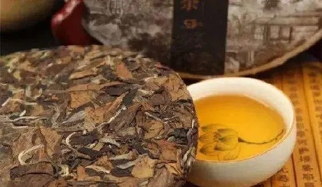 植物常识问题|寿眉茶的功效与作用