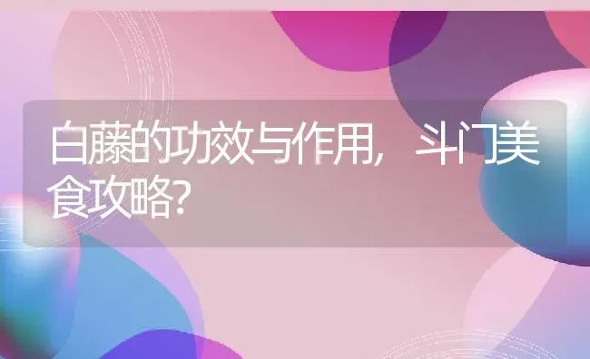 白藤的功效与作用,斗门美食攻略？ | 养殖常见问题