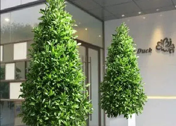 植物常识问题|怎样养殖才能让非洲茉莉开花呢