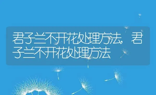 君子兰不开花处理方法,君子兰不开花处理方法 | 养殖常见问题