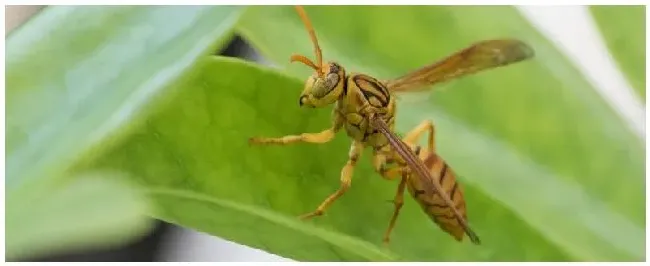 驱赶马蜂用什么杀虫剂 | 农业问题