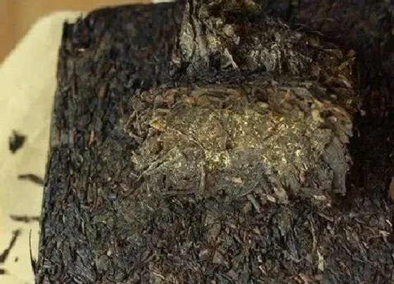 植物常识问题|安化黑茶的功效与作用
