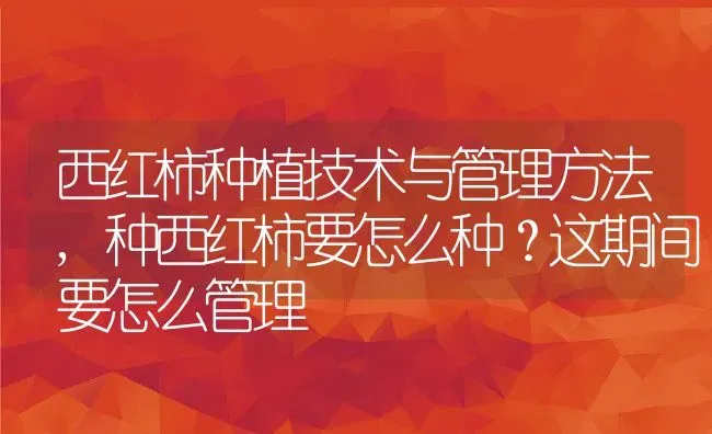 西红柿种植技术与管理方法,种西红柿要怎么种？这期间要怎么管理 | 养殖常见问题