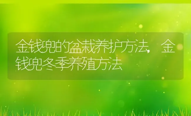 金钱兜的盆栽养护方法,金钱兜冬季养殖方法 | 养殖常见问题