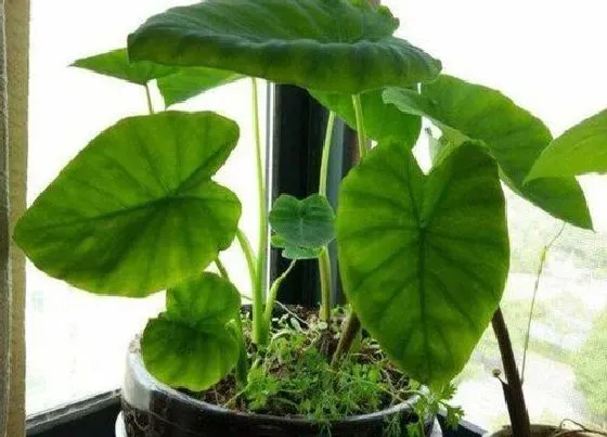 植物常识问题|种的葫芦为什么不开花不结果  自己种葫芦没得到葫芦原因