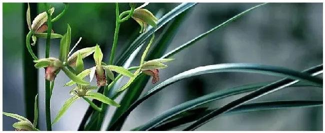 兰花的种植和注意事项 | 科普知识