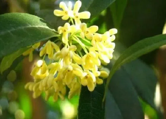 植物常识问题|桂花树如何栽种生长起来才好看