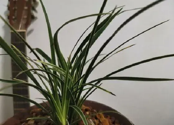 植物常识问题|兰花养护中水分的重要性