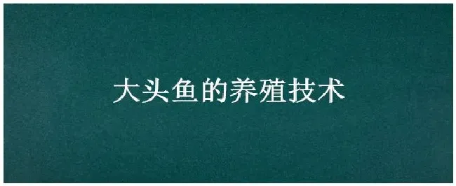 大头鱼的养殖技术 | 农业答疑