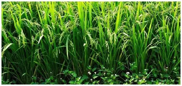 水稻施肥技术要点 | 科普知识