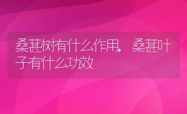 桑葚树有什么作用,桑葚叶子有什么功效 | 养殖常见问题