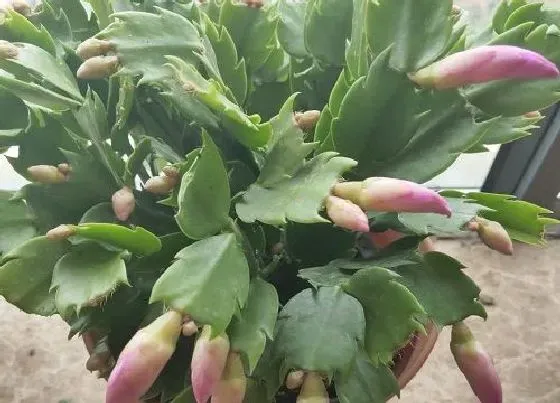 植物常识问题|春天蟹爪兰的养殖方法和注意事项（春季养护技巧）