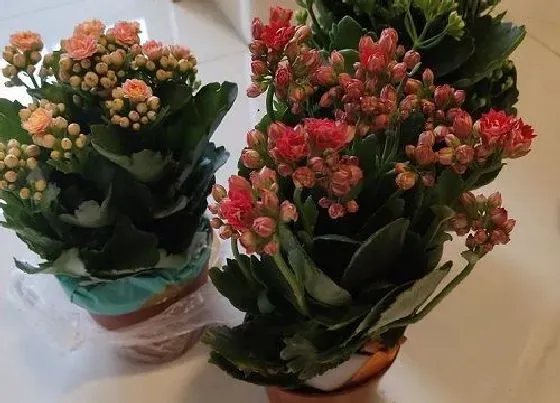 植物常识问题|春季剪根扦插容易开花的花卉