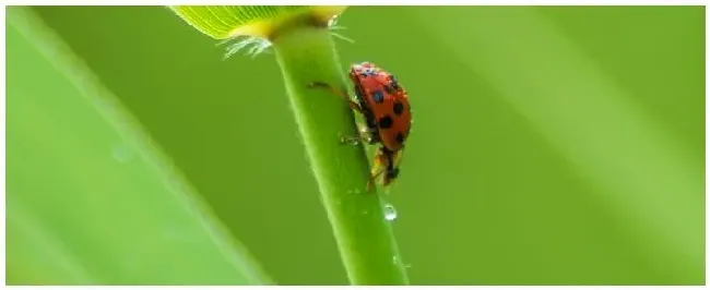 昆虫害怕什么气味 | 三农答疑