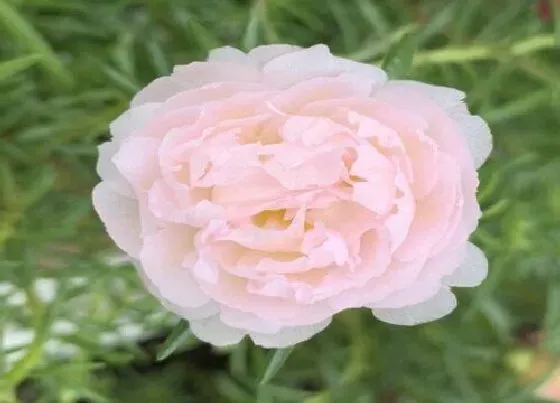植物常识问题|太阳花好养活吗