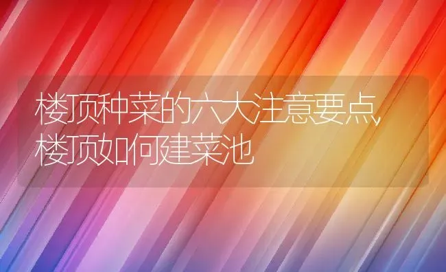楼顶种菜的六大注意要点,楼顶如何建菜池 | 养殖常见问题
