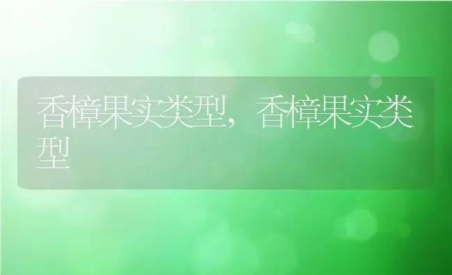 香樟果实类型,香樟果实类型 | 养殖常见问题