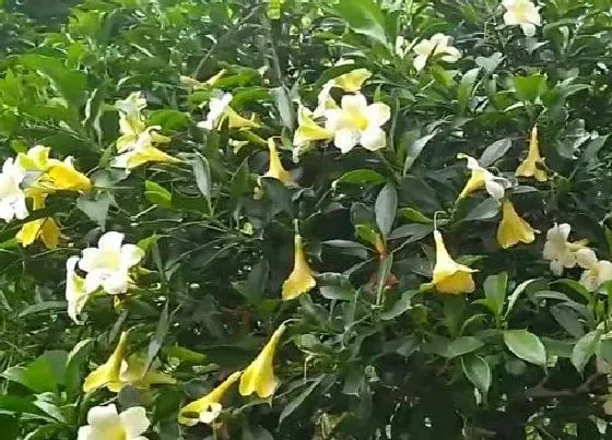 植物常识问题|夏天怎么养茉莉长势旺盛
