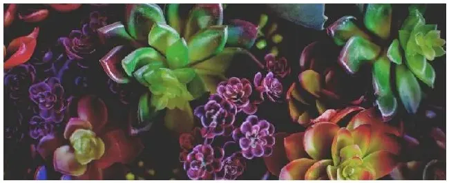 多肉植物是什么科 | 农业常识