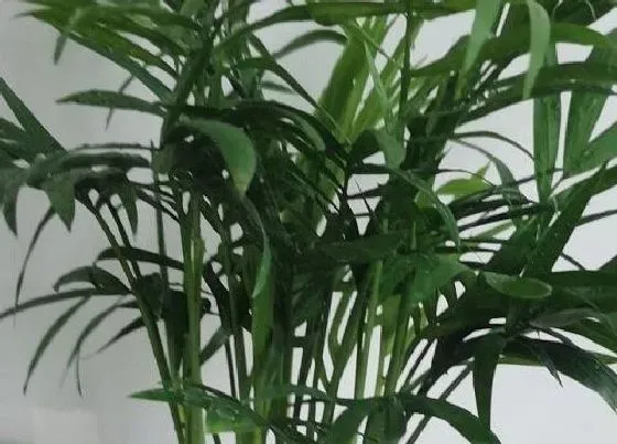 植物常识问题|散尾葵夏天如何养护新叶不断长出