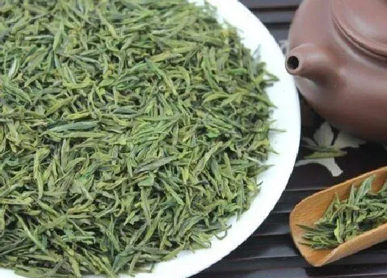 植物常识问题|绿茶的品种