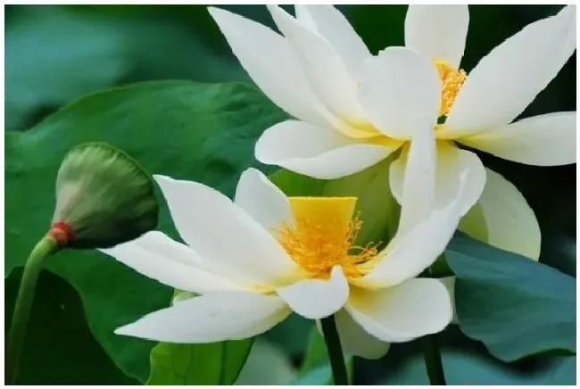 荷花是什么颜色的？荷花有什么颜色 | 农业答疑
