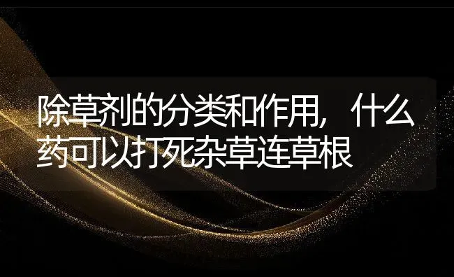 除草剂的分类和作用,什么药可以打死杂草连草根 | 养殖常见问题