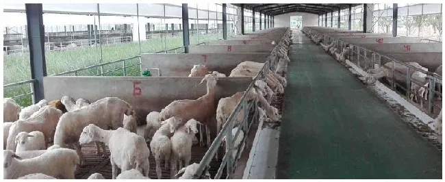 羊舍进食围栏尺寸 | 三农答疑