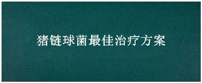 猪链球菌最佳治疗方案 | 农业问题