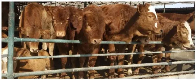 肉牛口蹄疫症状 | 农业问题